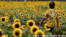  A woman walks through a sunflower field at Wachirabenchathat Park in Bangkok on January 20, 2022. (Photo by Jack TAYLOR / AFP) (Photo by JACK TAYLOR/AFP via Getty Images)