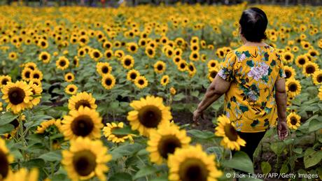 n un campo de girasoles en Bangkok, una mujer pasea disfrutando la calidez del amarillo y el verde.