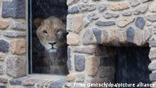 Ein Löwe blickt durch ein Fenster seines Innengeheges auf das schlechte Wetter draußen im Osnabrücker Zoo. Bei der jährlichen Inventur im Zoo werden alle Tiere gezählt und teilweise auch vermessen. - (Wiederholung mit verändertem Bildausschnitt) +++ dpa-Bildfunk +++