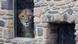 Lion in Osnabrück zoo looking out of a window of his den Lion in Osnabrück zoo looking out of a window of his den