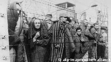 2-P75-K1-1945-84 (142406) KZ-Auschwitz/Häftlinge nach d.Befreiung Nationalsozialismus: Konzentrationslager. Konzentrationslager Auschwitz (bei Os- wiecim/ Polen), nach der Befreiung durch sowjetische Truppen am 26.1.1945: - Überlebende Häftlinge am Lagerzaun.- Foto, um Januar 1945. E: Prisoners by the fence / Auschwitz National Socialism: Concentration camps. Auschwitz (near Oswiecim, Poland), after its liberation by Soviet troops on 26 January 1945. - Liberated prisoners by the fence. - Photo, circa January 1945. F: Auschwitz/ Prisonniers ap. la libération National-socialisme: Camp de concentration. Camp d'Auschwitz (près de Oswiecim, en Pologne), après la libération par les troupes soviétiques le 26 janvier 1945: - Des prisonniers survivants à la clôture du camp. - Photo, vers janvier 1945.
