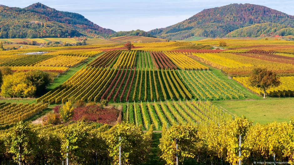 German wine route – a drunken route through ″German Tuscany″ |  Information about Germany and travel tips |  DW