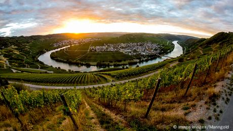 Schon seit Jahrhunderten wird Wein an der Mosel angebaut