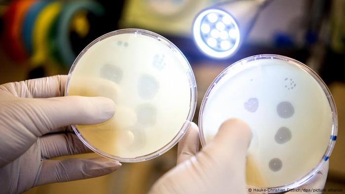 Un asistente de investigación sostiene dos placas de Petri llenas de bacteriófagos en un laboratorio de la Colección Alemana de Microorganismos y Cultivos Celulares (DSMZ). 