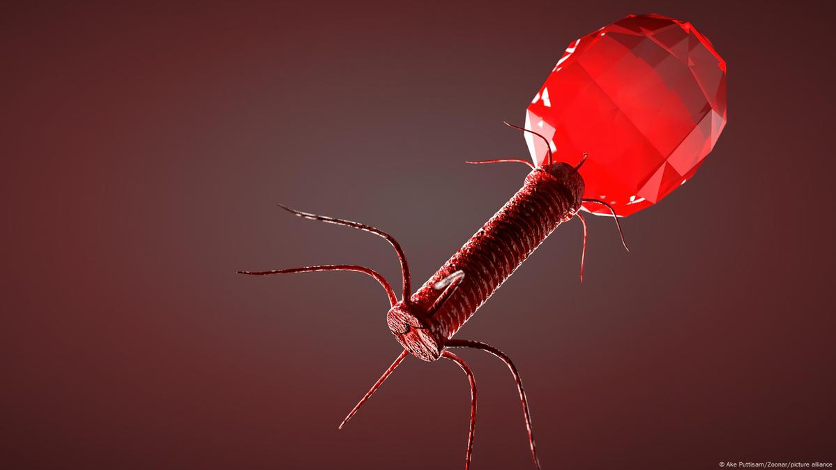 Phages Dont Need Bacteria to Enter the Body, News