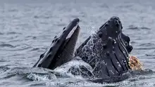 Humpback whale lunge feeding with mouth wide open in Broughton Archipelago Provincial Marine Park off Vancouver Island, British Columbia, Canada || Modellfreigabe vorhanden