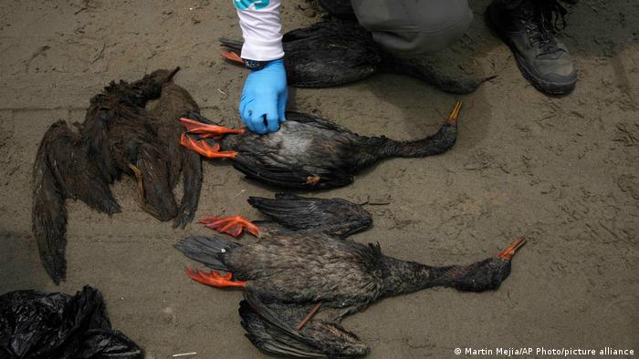 A worker checks the carcass of an oil-soaked bird