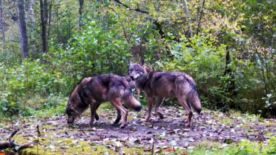 Planned Polish border wall threatens wildlife