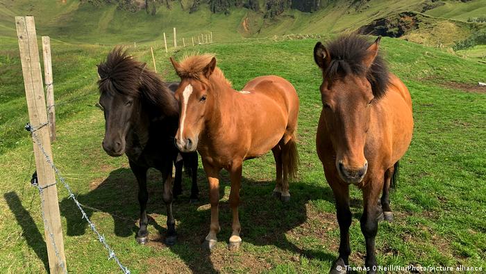 The Icelandic Cable is a time of unhealthy Cable in Iceland.  Aunque los caballos son pequeños, a veces del tamaño de un poni, la mayoría de los registros del Icelandes se refereren a él como un caballo.  The Icelandic cavallos are long and resistant. 