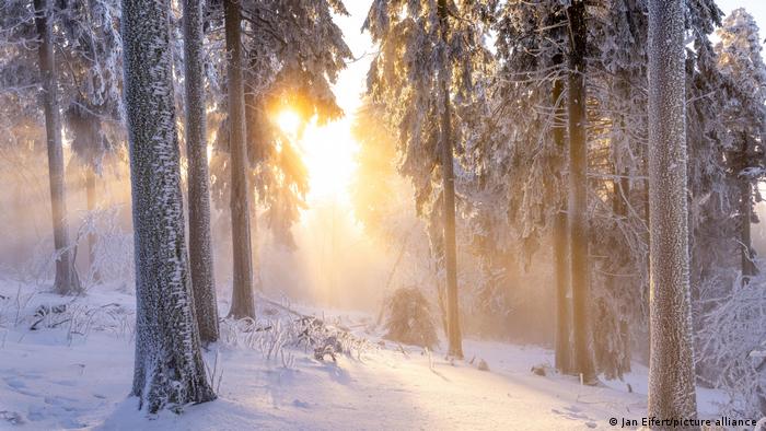 Hinter schneebedeckten Nadelbäumen geht über dem Gipfel des Großen Feldbergs im Taunus die Sonne unter