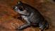 Leptobrachium Iunatum frog Leptobrachium Iunatum frog