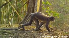In this undated photo, a Popa langur moves along a forest floor. The Popa langur is among 224 new species listed in the World Wildlife Fund's latest update on the Mekong region. The conservation group's report released Wednesday, Jan. 26, 2022, highlights the need to protect the rich biodiversity and habitats in the region, which includes Vietnam, Cambodia, Laos, Thailand and Myanmar. (World Wildlife Foundation via AP)