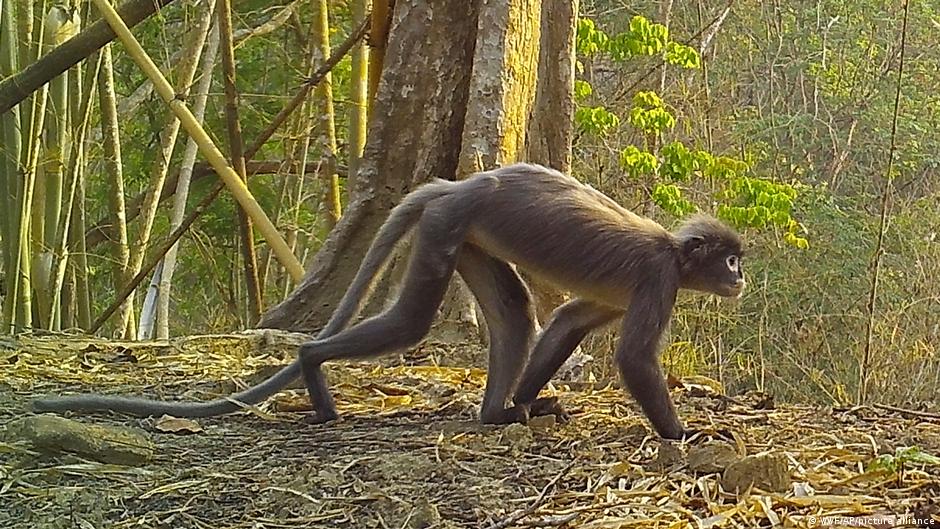Mehr als 220 neue Tier- und Pflanzenarten in Südostasien entdeckt