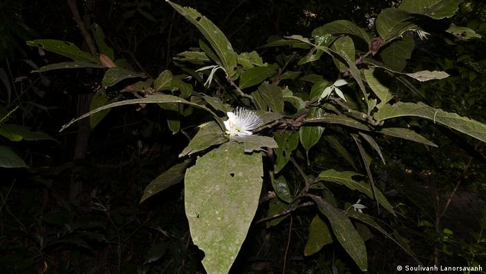 The Capparis macrantha plant