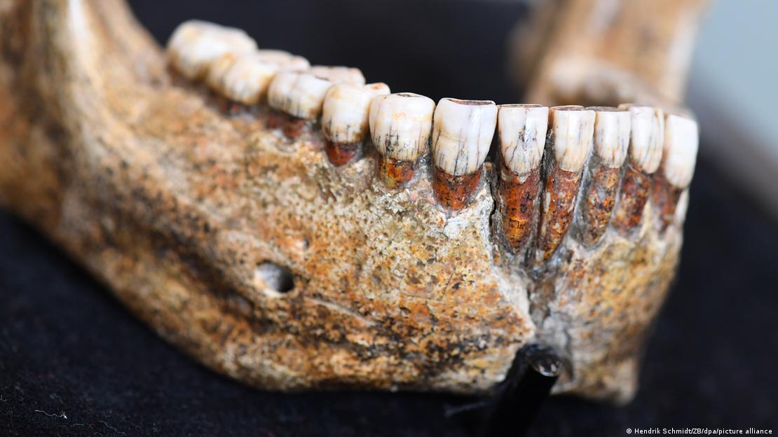 A jaw from the skull of a Homo heidelbergensis, an ancient early human species