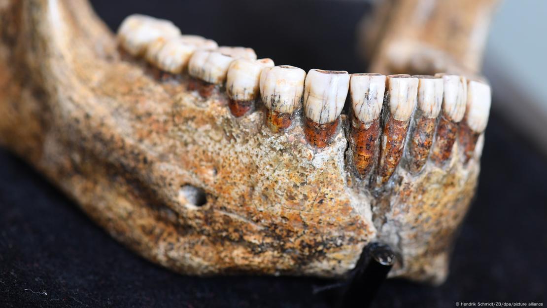 A jaw from the skull of a Homo heidelbergensis, an ancient early human species