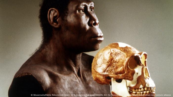 Skull of a homo erectus