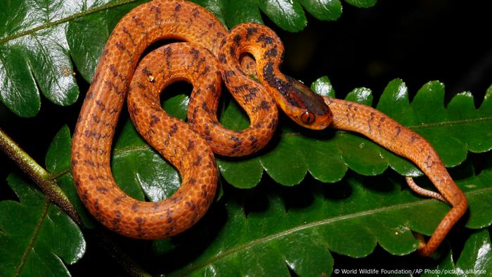 A brown snake on a leaf