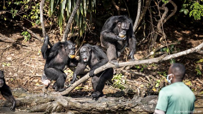 Three chimps on a log at the water's edge, enjoying fruit brought to them by the animal welfare workers, one of whom looks on from the water in a green T-shirt. (Photo by JOHN WESSELS / AFP)