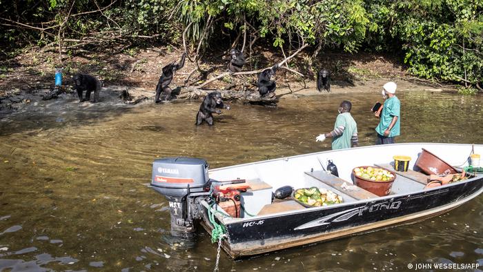 Two helpers stand in shallow water, a few meters away from a group of chimpanzees, throwing them fruit from their boat. (Photo by JOHN WESSELS / AFP)
