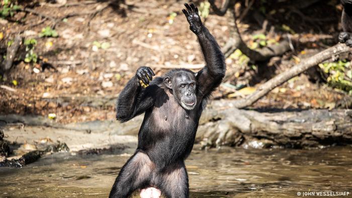 A chimpanzee standing in shallow water holds up its hand to call for more fruit.