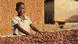 A child helps to dry cocoa beans in the village of Konan Yaokro, Ivory Coast