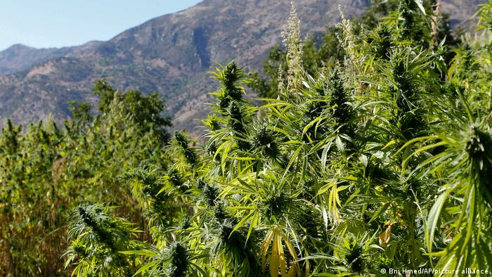 Swaths of cannabis are pictured n the village of Bni Hmed in the Ketama Abdelghaya valley, northern Morocco.