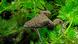 Gambar menunjukkan katak yang memiliki cakar Gambar menunjukkan katak yang memiliki cakar
