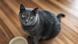Aunque las conclusiones del estudio con gatos no son completamente nuevas, actualizan investigaciones que tienen décadas de antigüedad en algunos casos. Aunque las conclusiones del estudio con gatos no son completamente nuevas, actualizan investigaciones que tienen décadas de antigüedad en algunos casos.