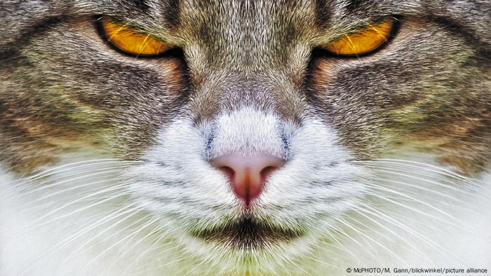 Cara de un gato con los ojos entreabiertos.