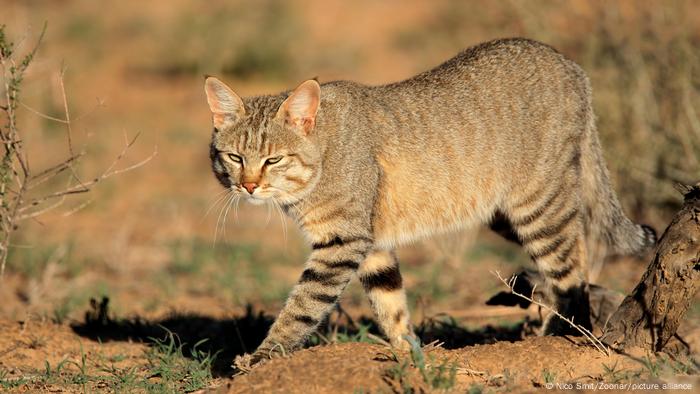 Los científicos evaluaron el tamaño del cráneo de los gatos domésticos (Felis catus) y lo compararon con el de los gatos salvajes europeos (Felis silvestris) y africanos (Felis lybica) (foto). 