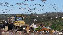 Seagulls are flying garbage detectives