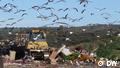 Seagulls over informal hilltop dump, with a tractor and various debris, trees in the valley