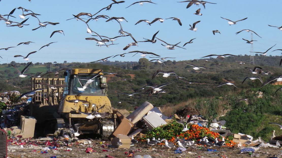 Yellow vehicle in landfill, with garbage strewn around and a lot of gulls flying above it