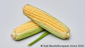 La UE podría convertirse en importador neto de maíz, colza y cítricos.
