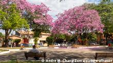 June 2, 2021, Asuncion, Paraguay: A man wearing a protective face mask to help curb the spread of the coronavirus sits alone on a bench at a park where pink Lapacho trees, Paraguay's national tree, start to bloom amid the COVID-19 pandemic in a neighborhood in Asuncion, Paraguay. (Credit Image: Â© Andre M. Chang/ZUMA Wire