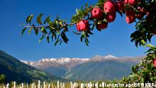 Apfelbaum, Aepfel, Apfelanbau, Reschen, Vinschgau, Suedtirol, Italien