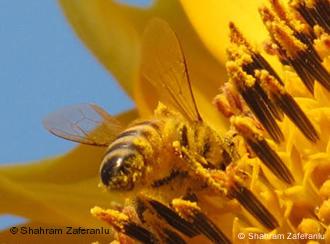 Las abejas deben volar 40.000 veces para producir un frasco de miel.