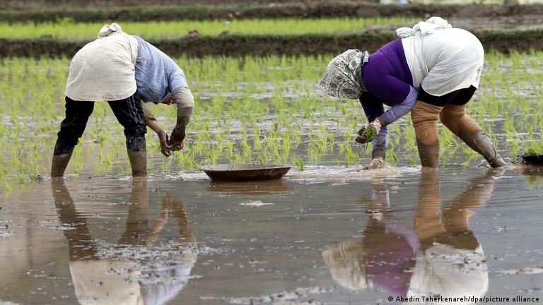 دو کارگر در شالی مشغول کار هستند