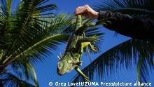 January 30, 2022, West Palm Beach, Florida, USA: An iguana stunned from the cold fell from a palm tree as the temperature dropped to 37 degrees. The invasive reptiles can be paralyzed for several hours until they warm up and crawl away. (Credit Image: Â© Greg Lovett/ZUMA Press Wire