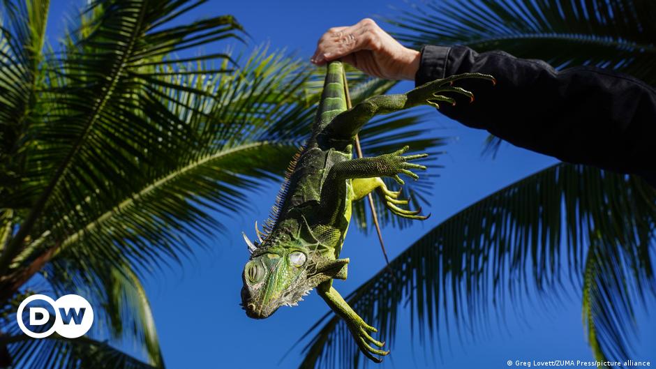 In the state of Florida it was so cold that iguanas ″rained″ |  The World |  D.W.