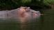 A hippopotamus spends time in a lake A hippopotamus spends time in a lake