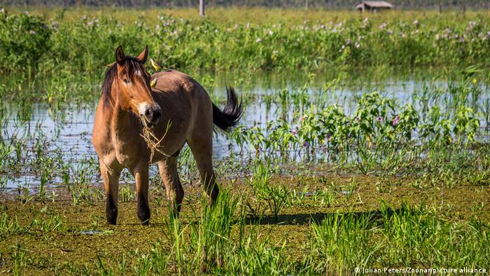 ortrait of a horse with two birds sitting on its back in Pantanal wetlands