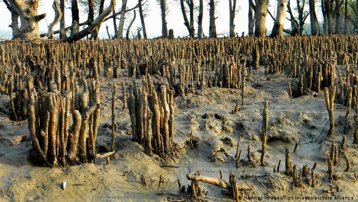 Mangroves, Sundarbans National Park, Bangladesh