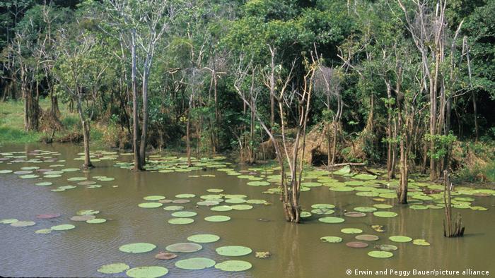 Wetlands at the Amazon National Park in Brazil