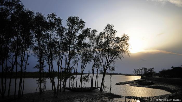 Mangrove trees against a sunset 