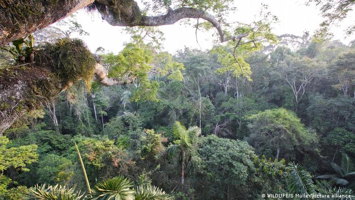 Tropischer Regenwald Peru Amazonas Manu National Park 