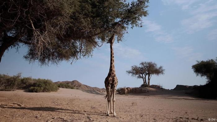 A giraffe feeds off leaves on a tall tree