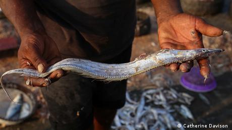 A fisherman in Mumbai holds up a small fish