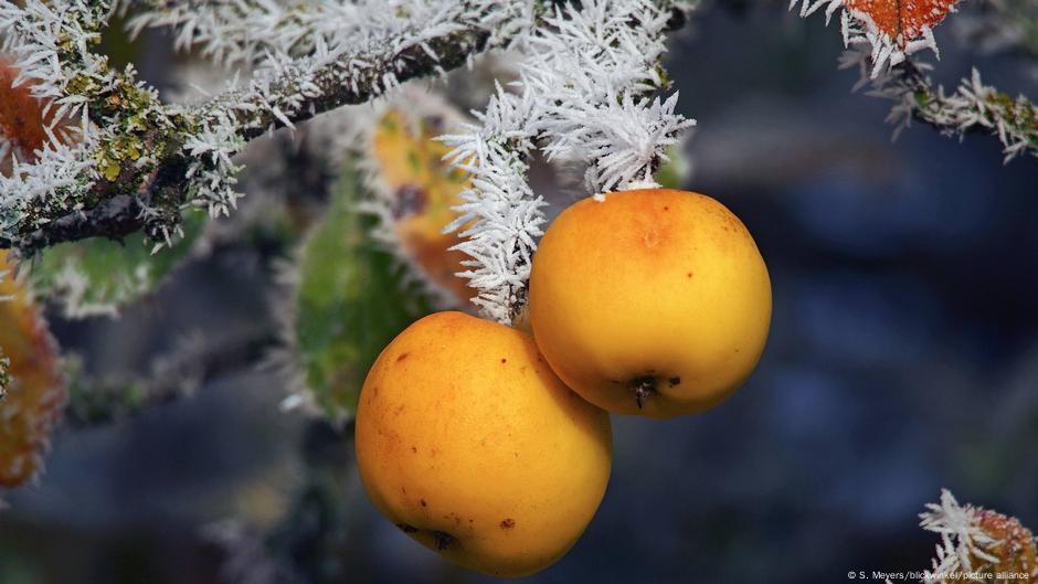 Germany updates: Mild weather delivers bumper apple harvest DW 08/18/2025